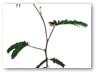 Acacia Negra